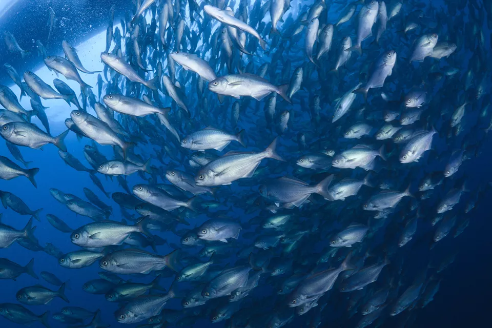 魚油